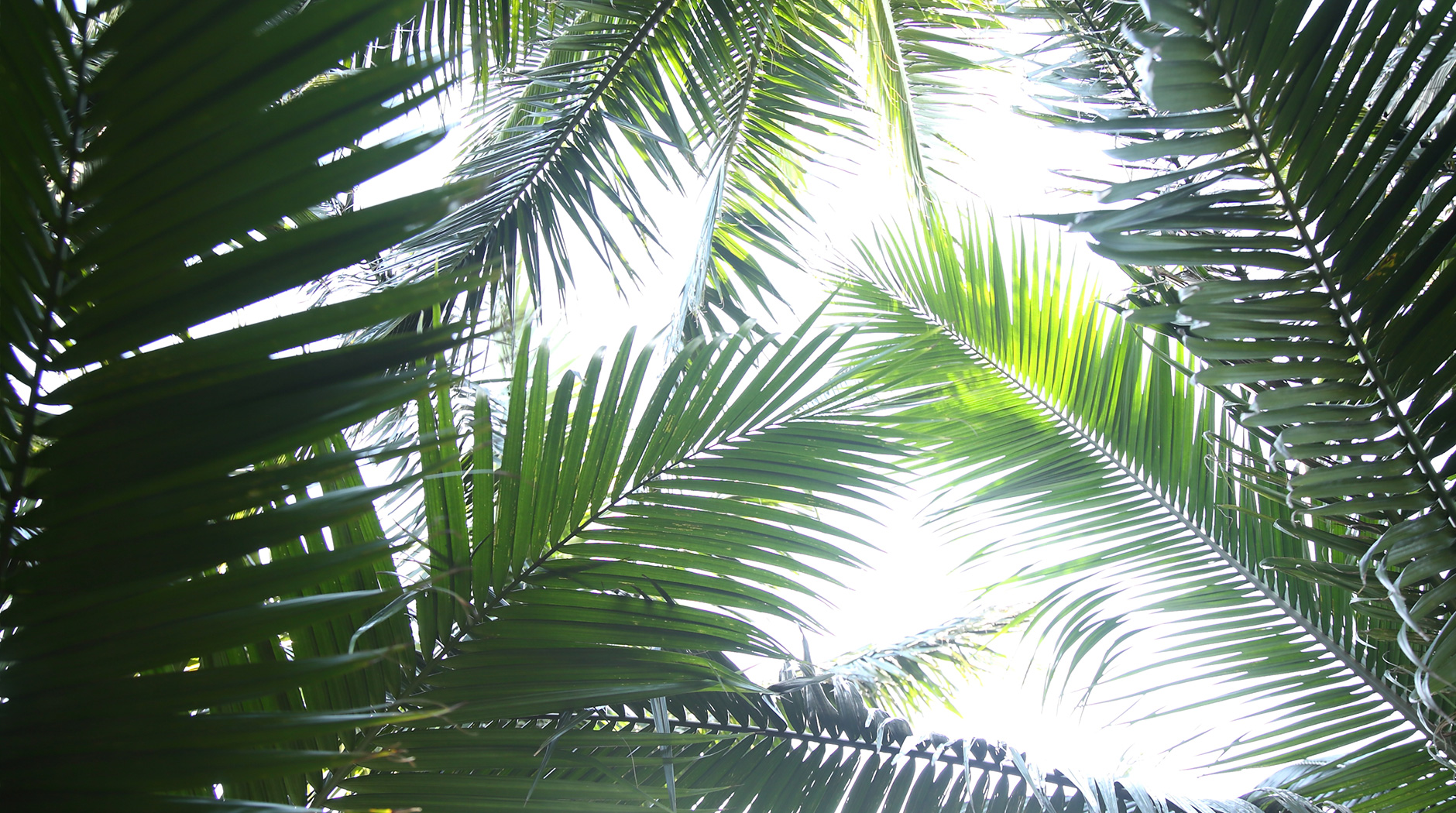 米原八重山棕櫚林