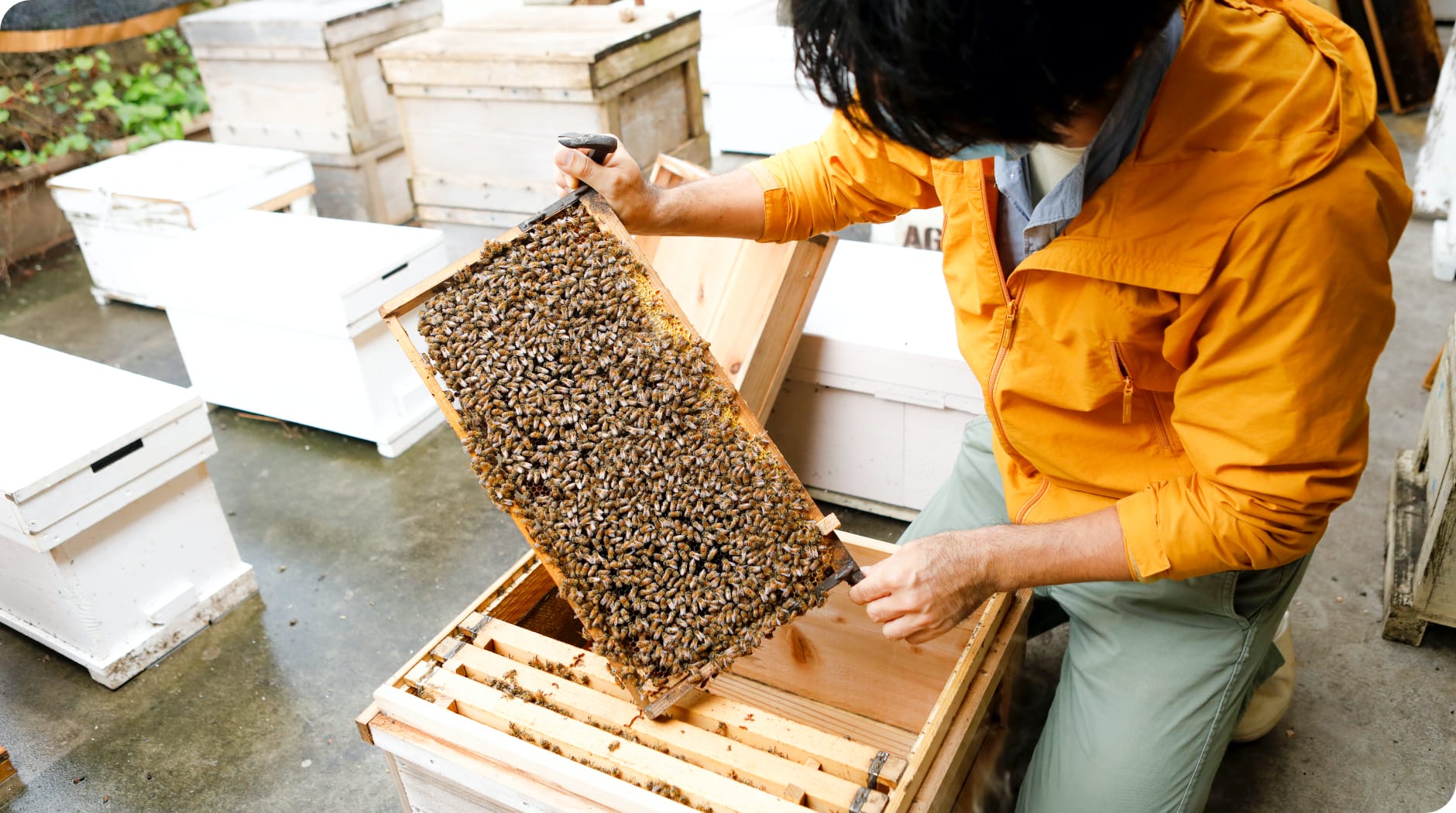 Arakaki Bee Farm
